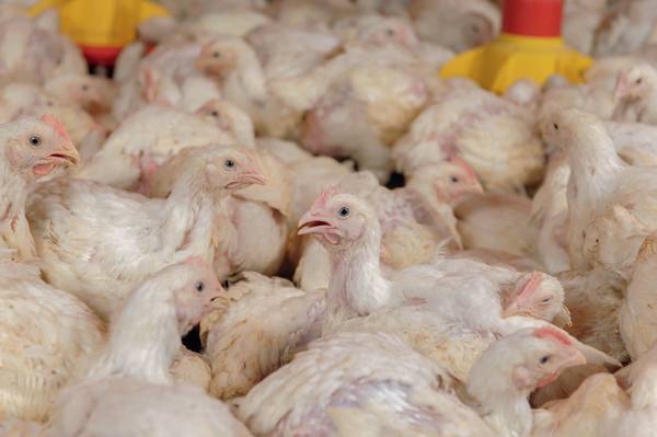 Look-Think-Act: use the signals that broilers give you